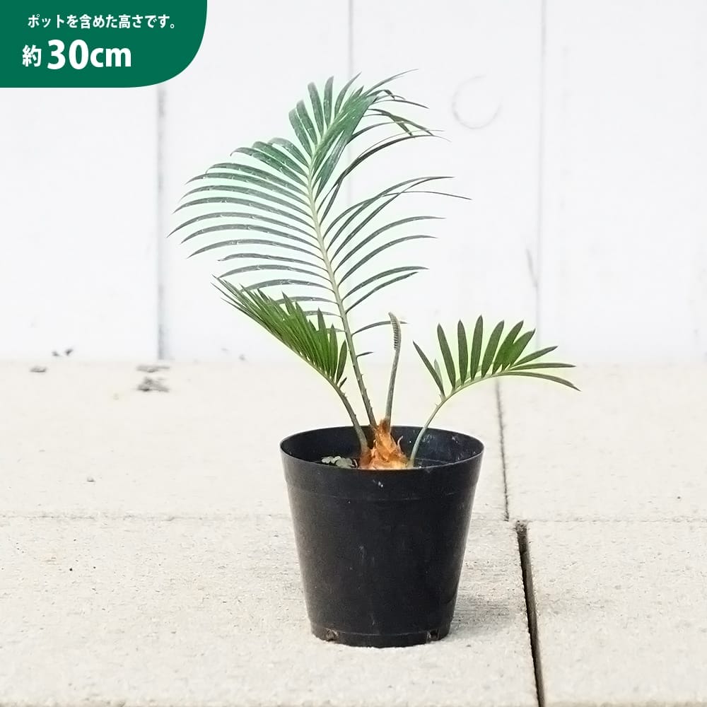 ソテツ 苗 植え時期 苗木部 By 花ひろばオンライン