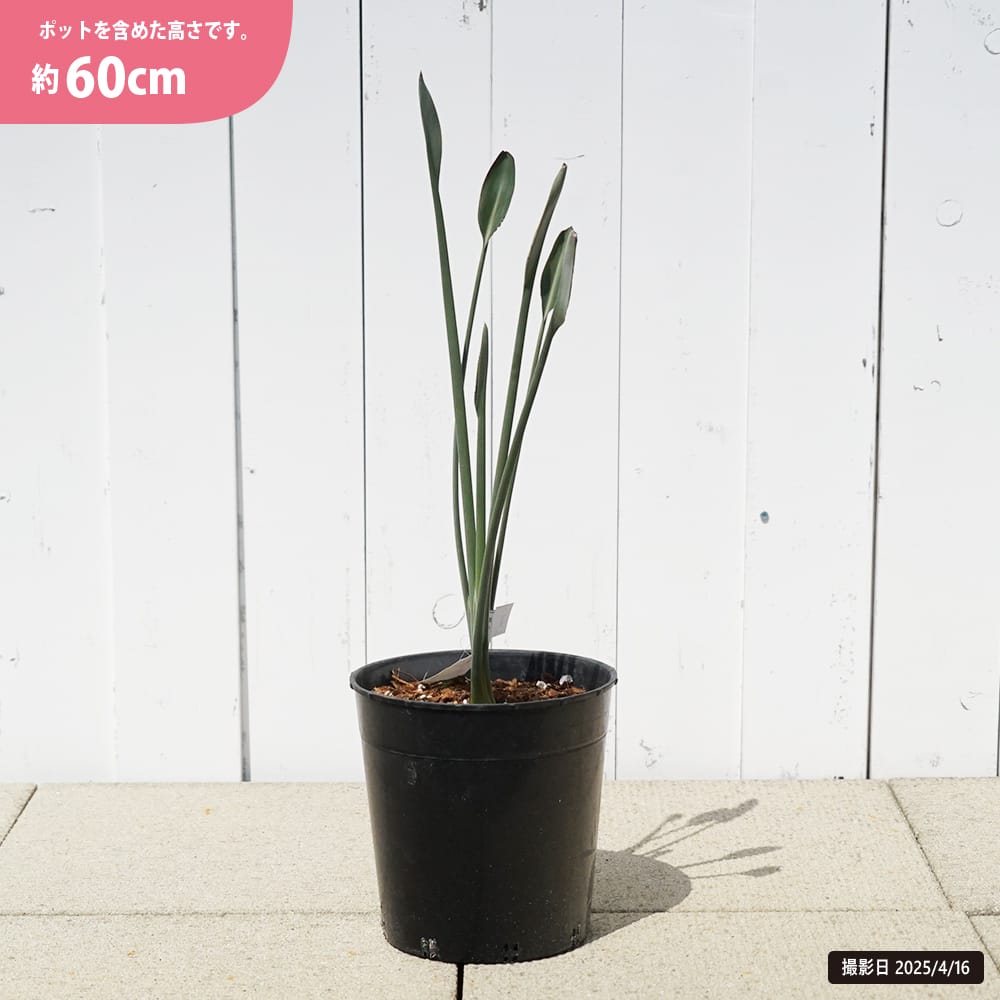 ストレリチア ユンケア 苗 販売 苗木部 By 花ひろばオンライン