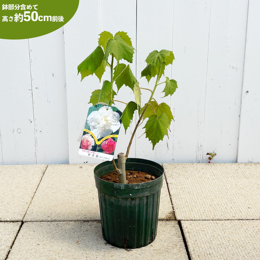 フヨウ 酔芙蓉 苗 販売 苗木部 By 花ひろばオンライン