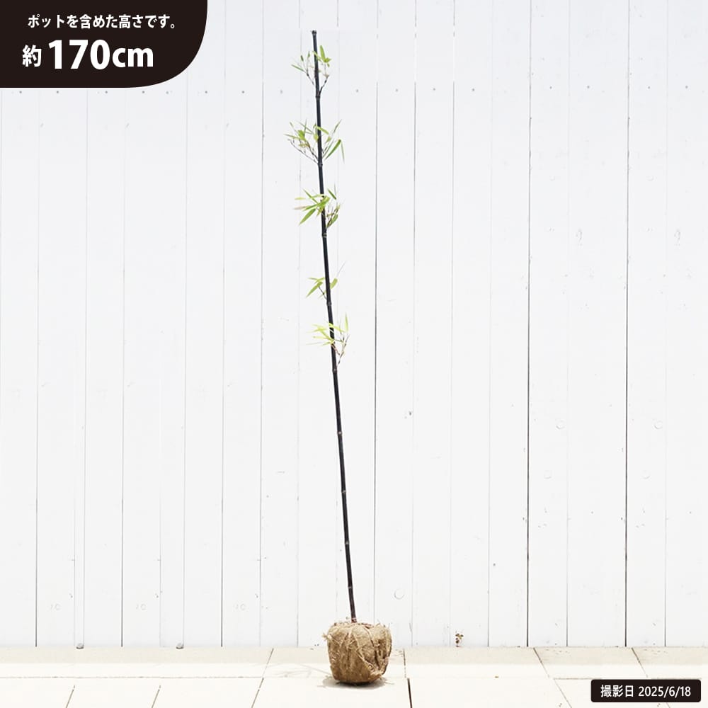 タケ クロチク 1