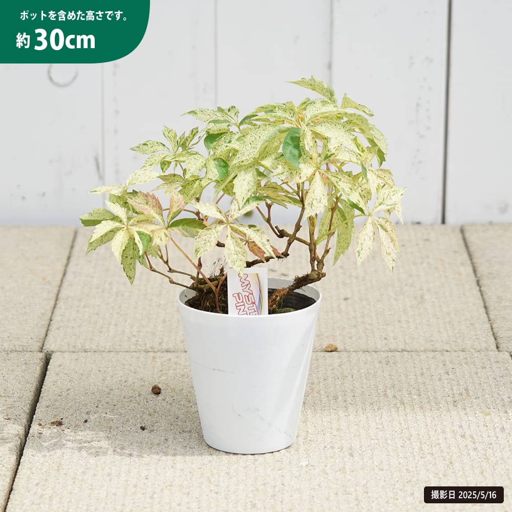 アフリガヅタ  ミステリーピンク 2