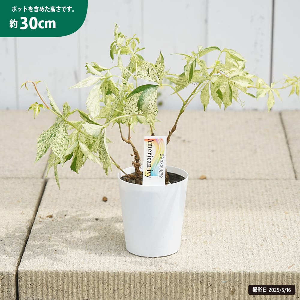 アフリガヅタ 斑入り 苗 販売 苗木部 By 花ひろばオンライン