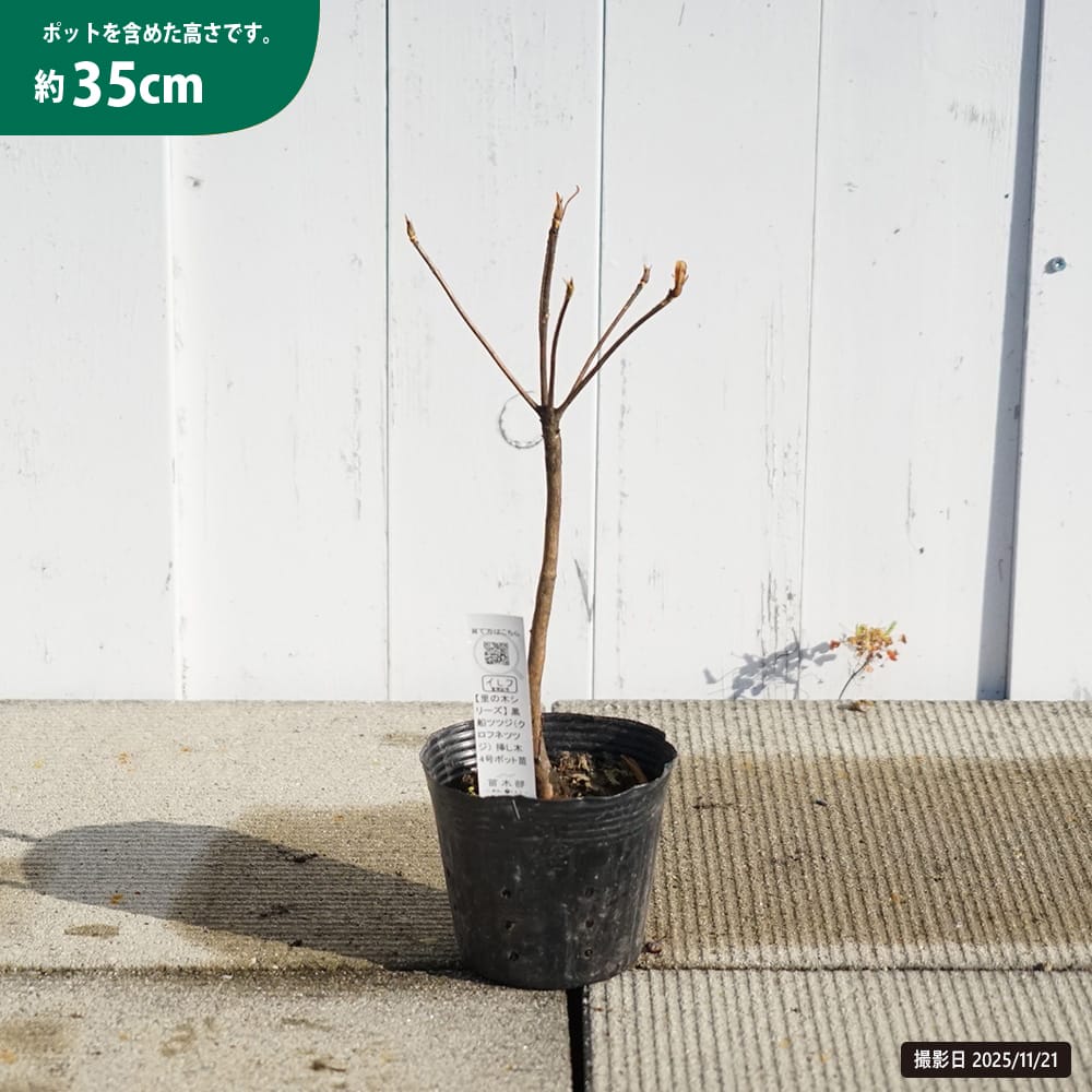 クロフネツツジ 苗 販売 苗木部 By 花ひろばオンライン