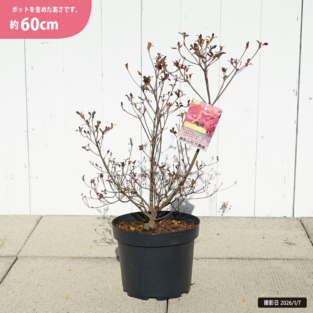 ヤマツツジ 御影山牡丹ツツジ 苗 販売 苗木部 By 花ひろばオンライン