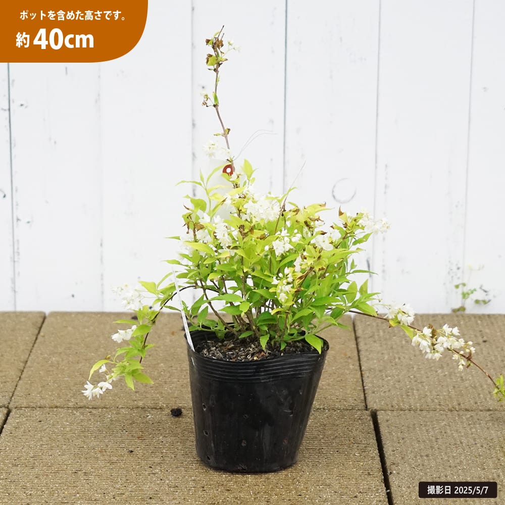 ヒメウツギ ライムシャンデリア 