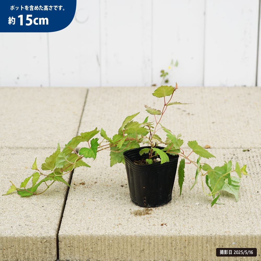 コゴメウツギ コゴメウツギ 1