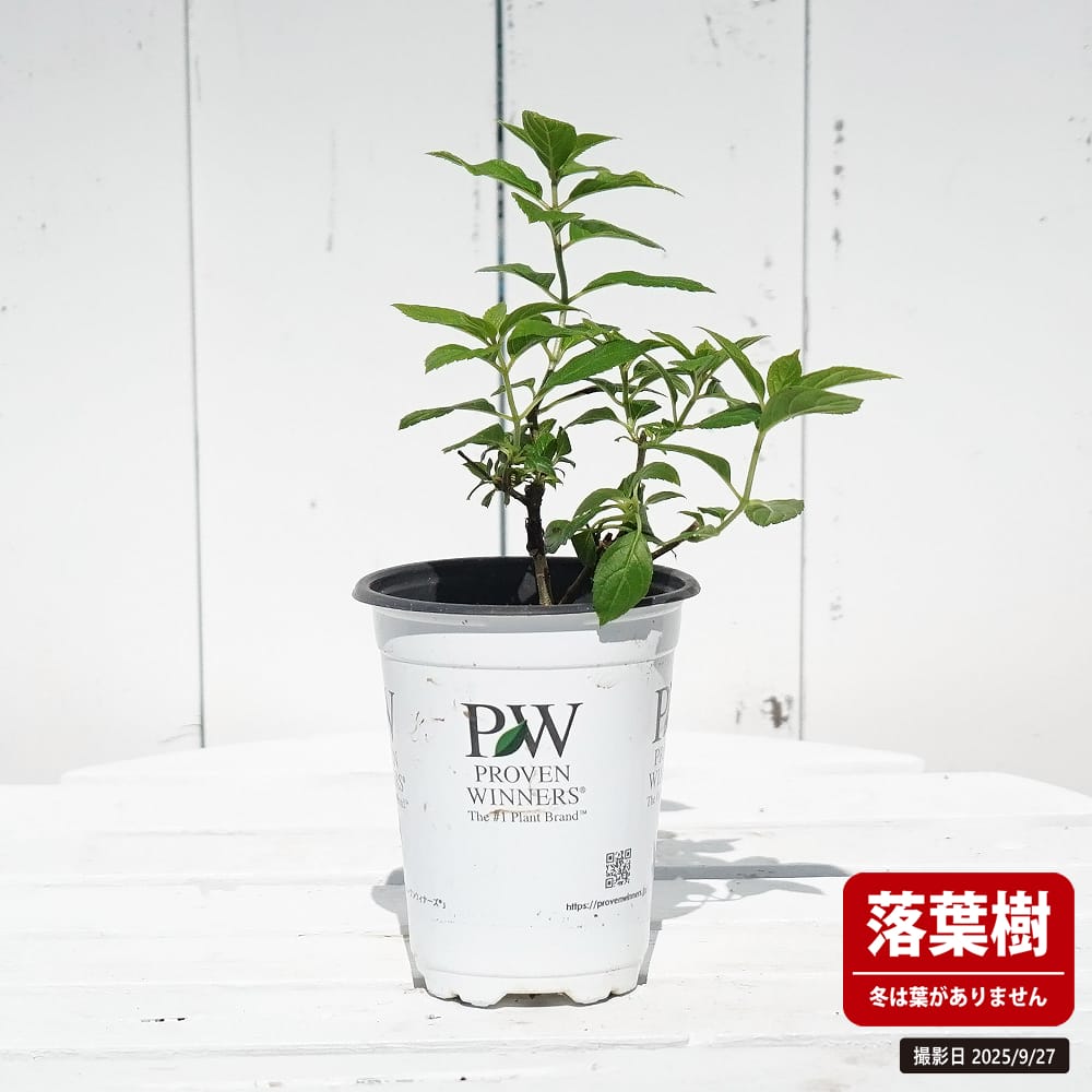 ノリウツギ グランデライムパンチ 苗 販売 苗木部 By 花ひろばオンライン