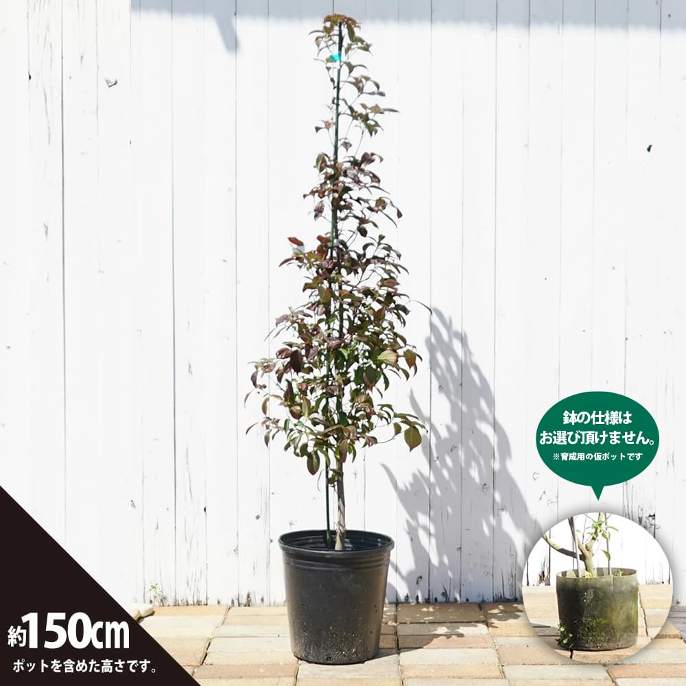 常緑ヤマボウシ 十五夜 苗 販売 苗木部 By 花ひろばオンライン