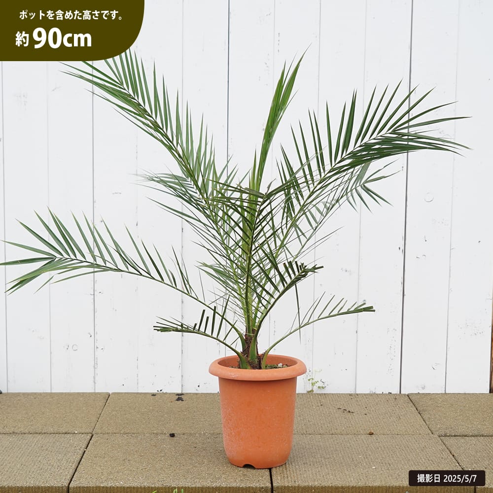 ヤシ カナリーヤシ 苗 おすすめ 苗木部 By 花ひろばオンライン