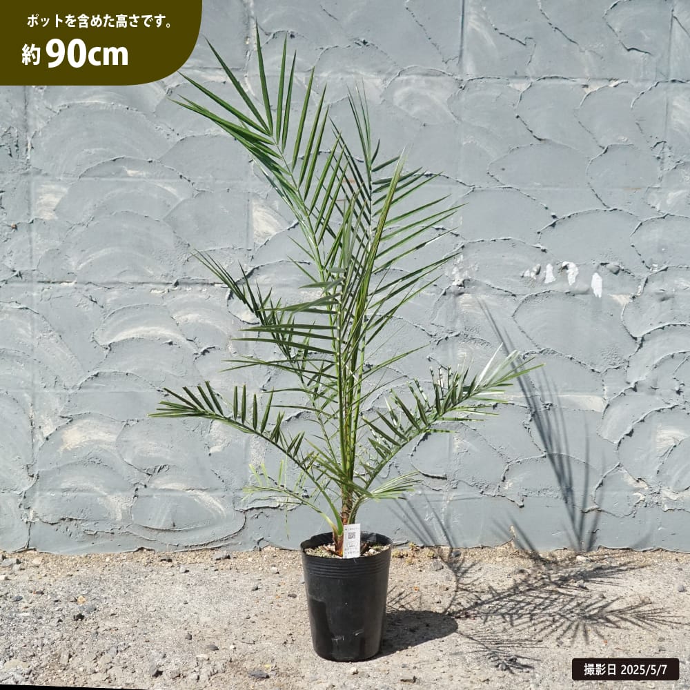 ヤシ カナリーヤシ 苗 販売 苗木部 By 花ひろばオンライン