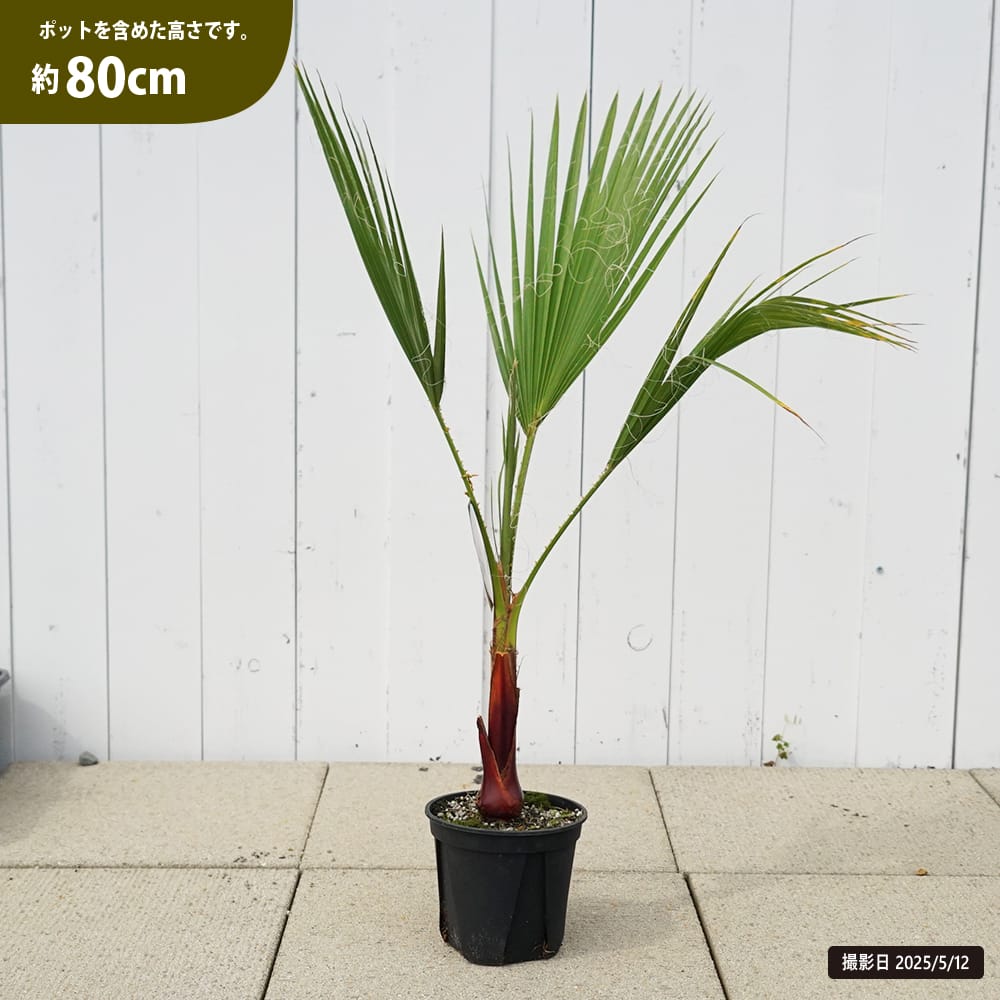 ヤシ ワシントンヤシの通販 おすすめ 苗木部 By 花ひろばオンライン