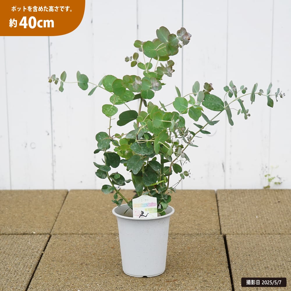 ユーカリ ゴニオカリックス 1