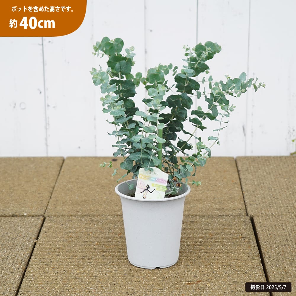 ユーカリ クルセアナ 1