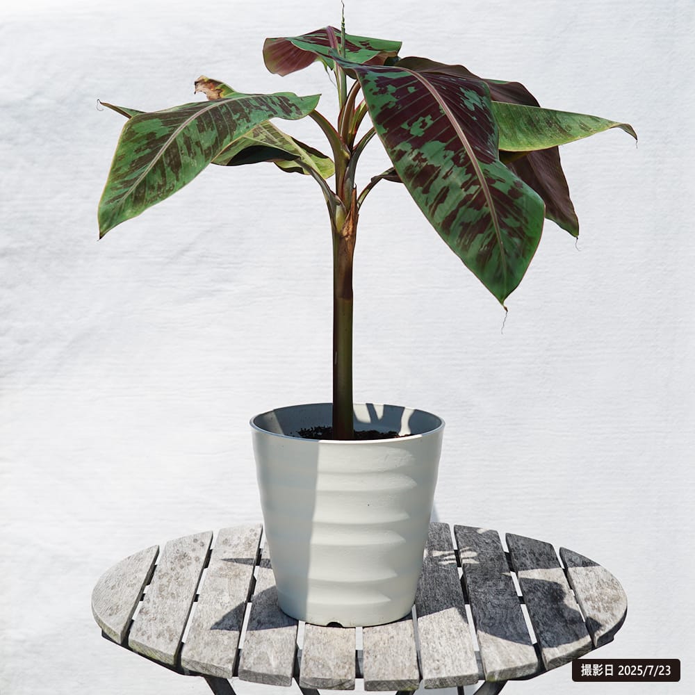 バナナ ブラッドリーフバナナ 