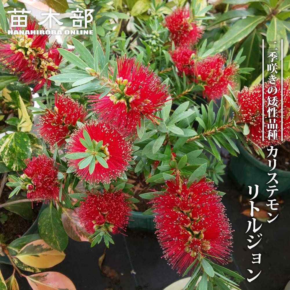 キンポウジュ リトルジョン 