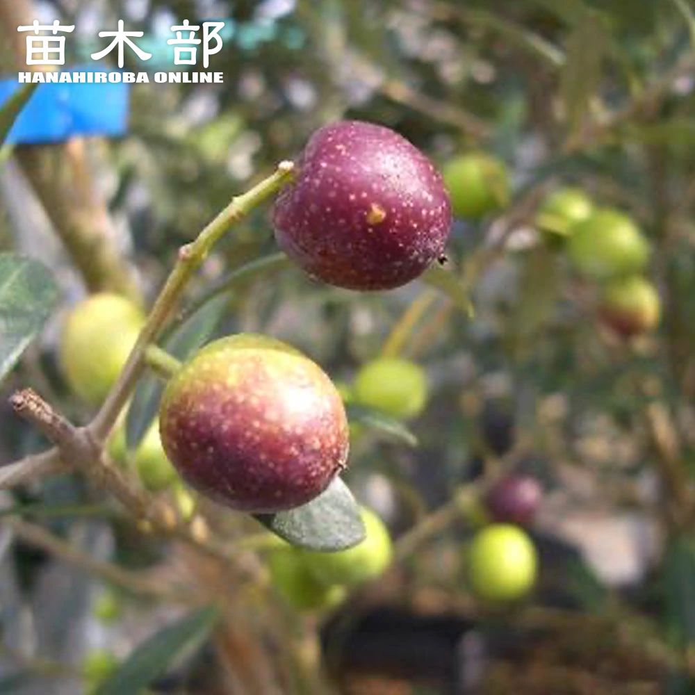オリーブ ネバディエロブロンコ 