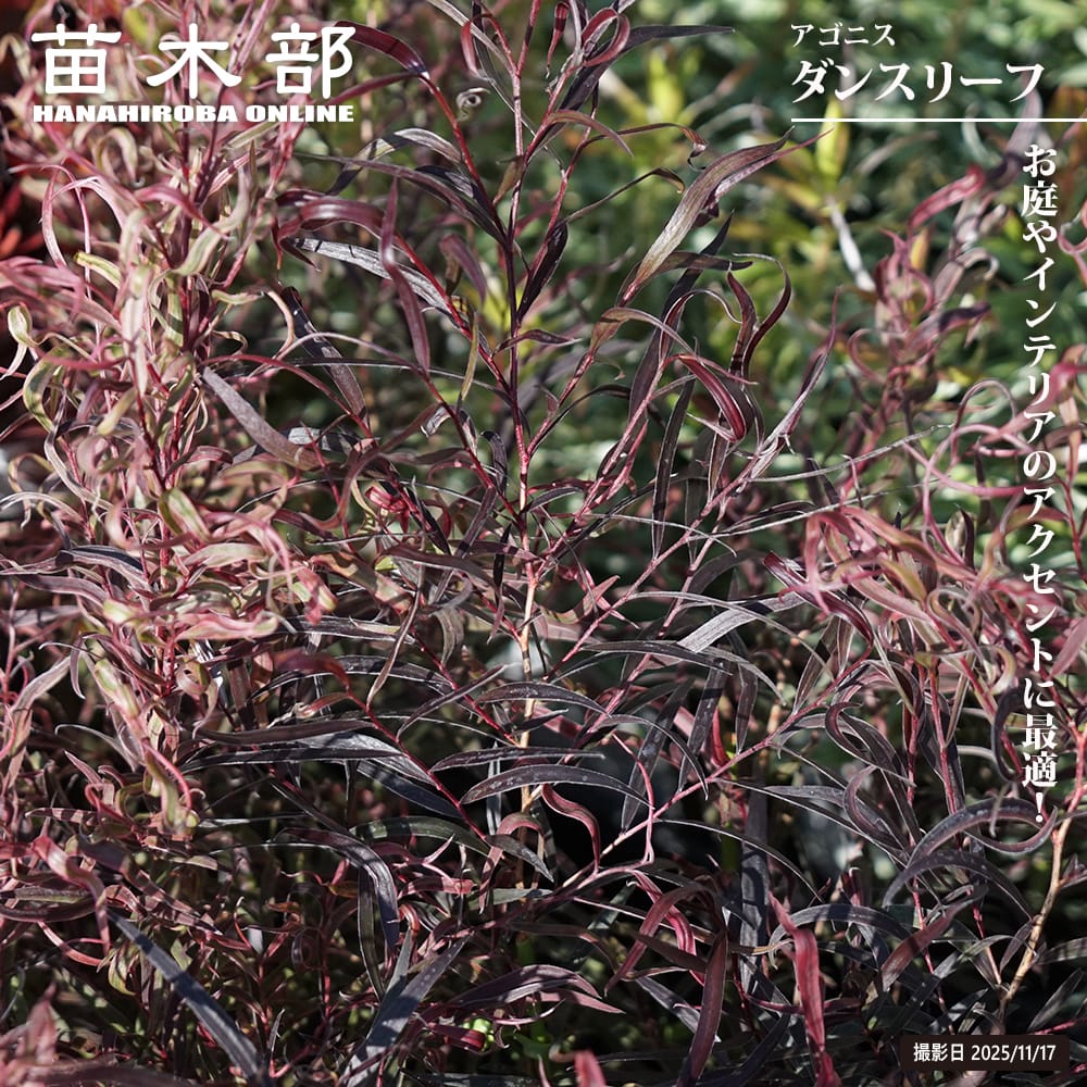 アゴニス ダンスリーフ 