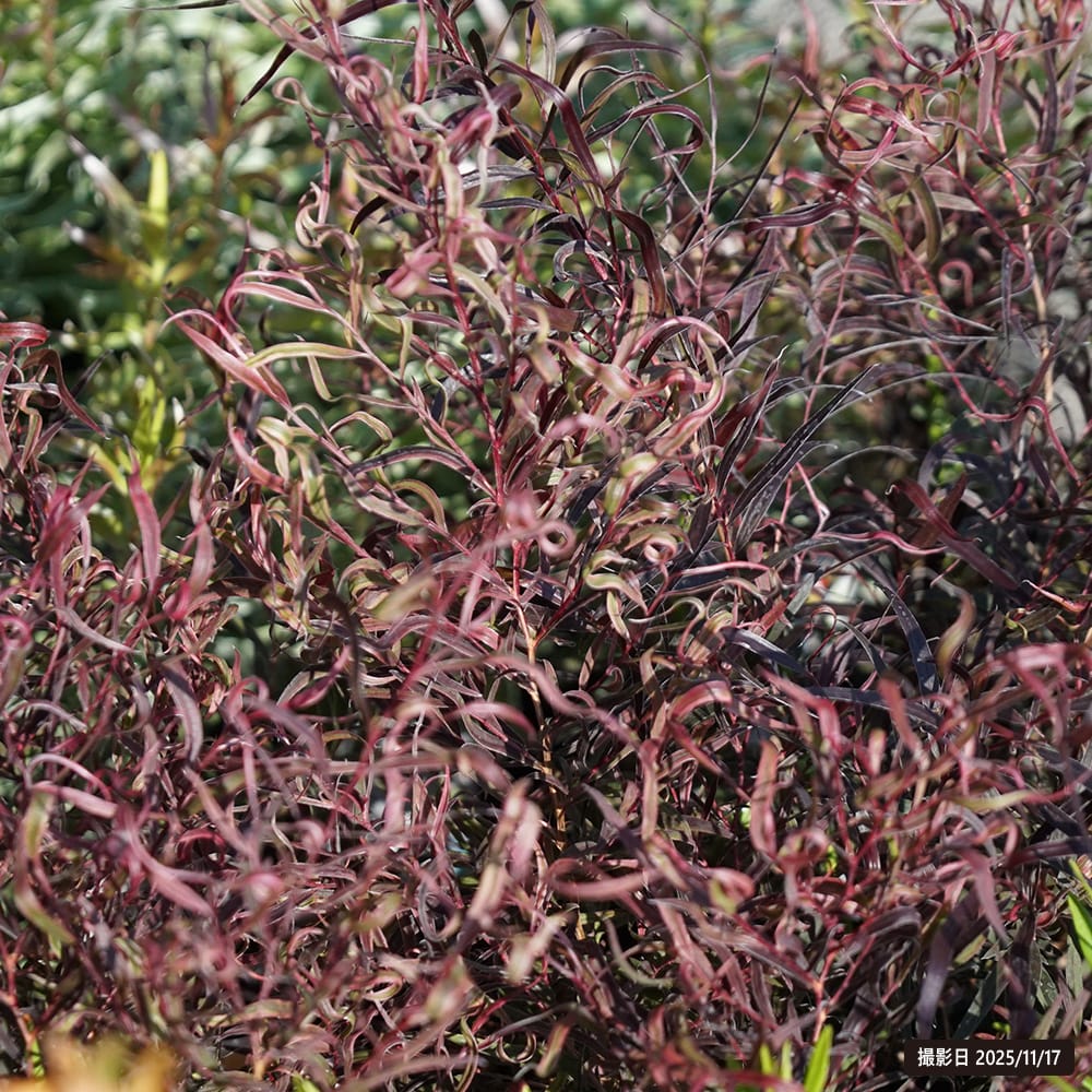 アゴニス ダンスリーフ 1