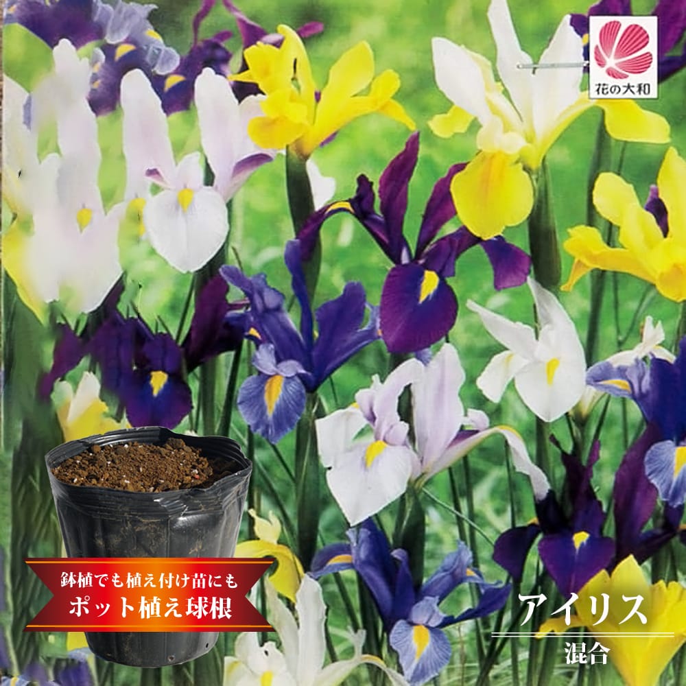 アイリス アイリス 混合 