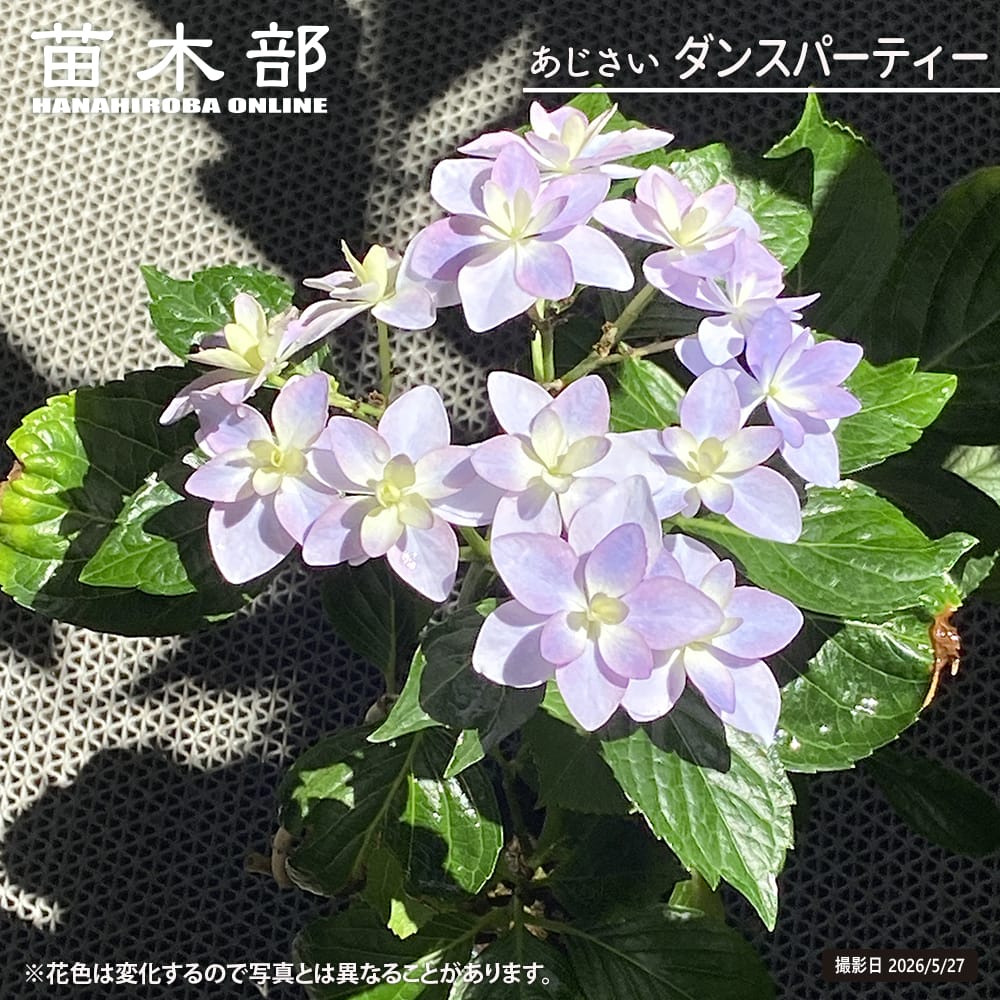 アジサイ ダンスパーティー 