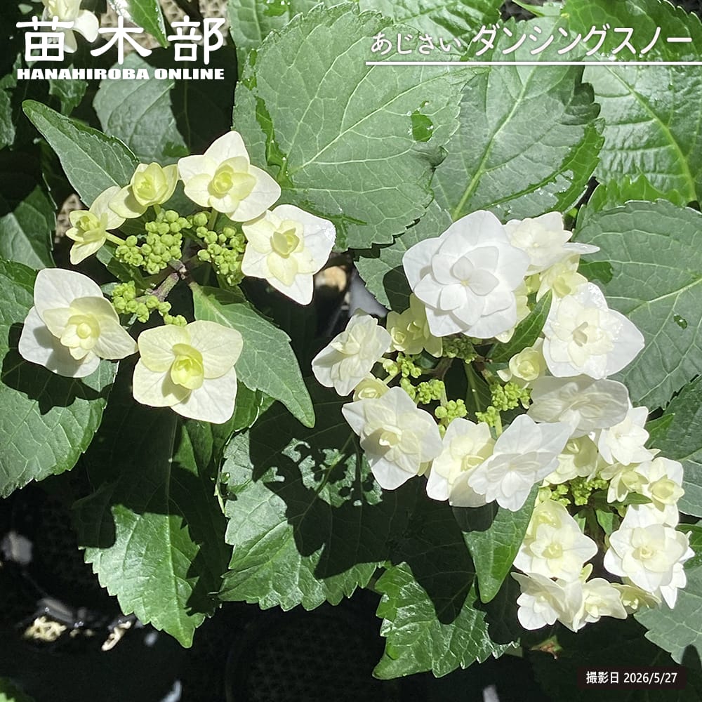 アジサイ ダンシングスノー 