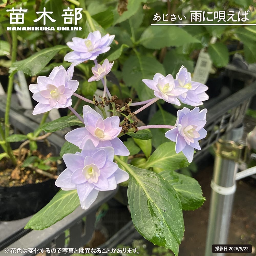 アジサイ 雨に唄えば 