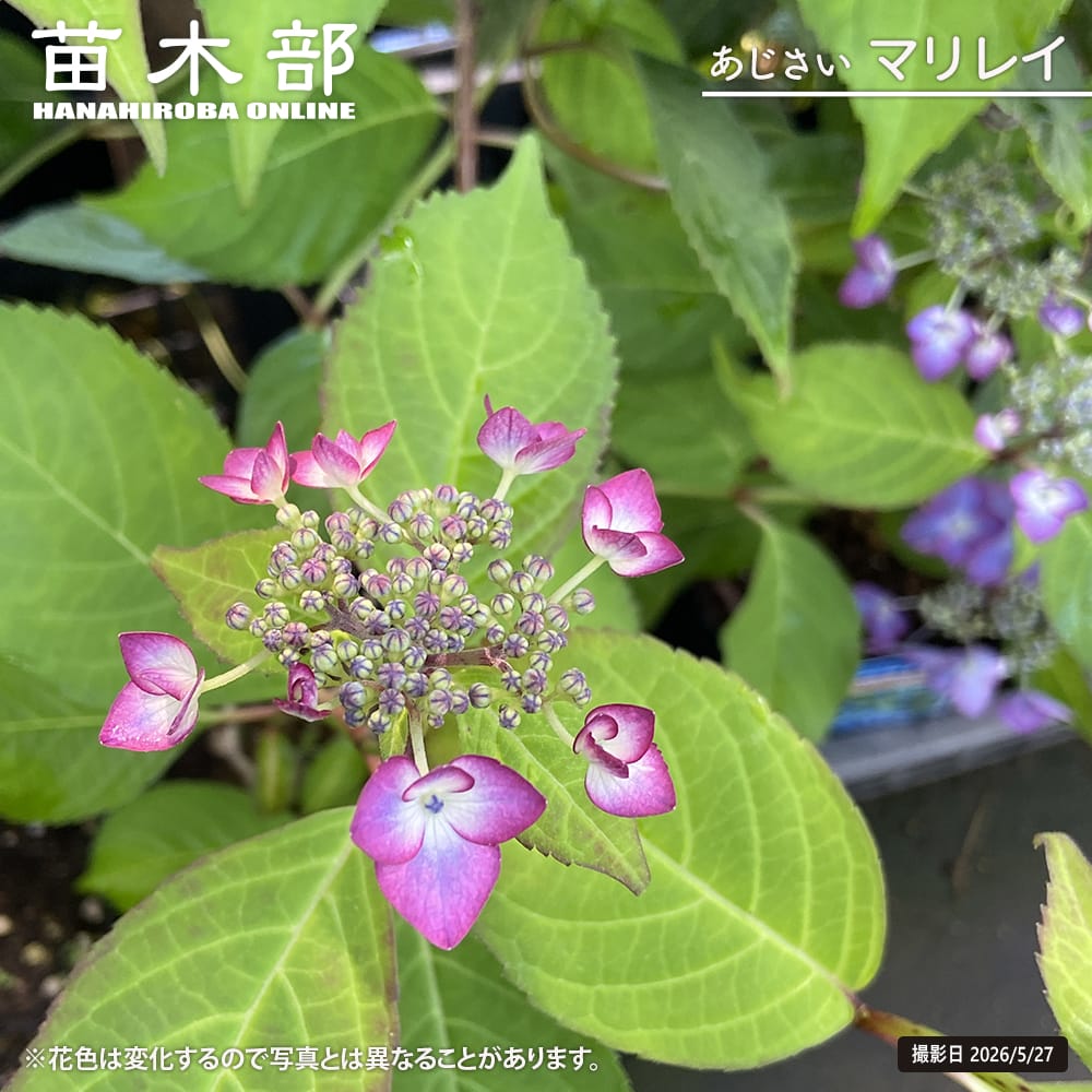 アジサイ マリレイ 