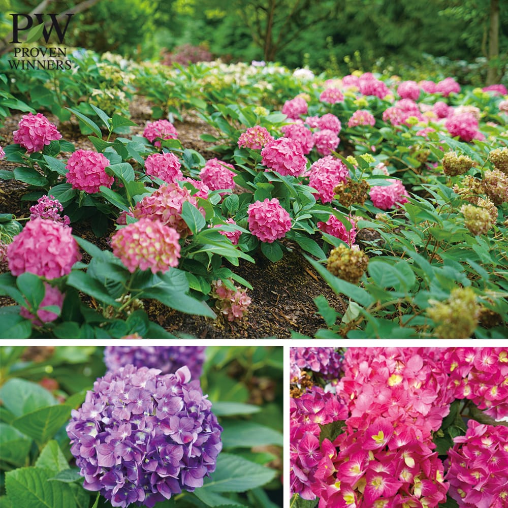 アジサイ アリーバ 2