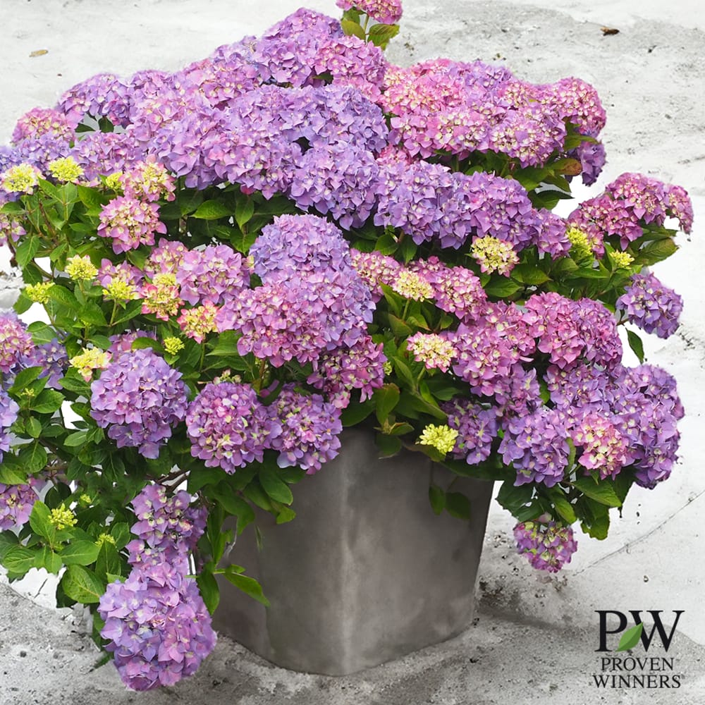 アジサイ アリーバ 3