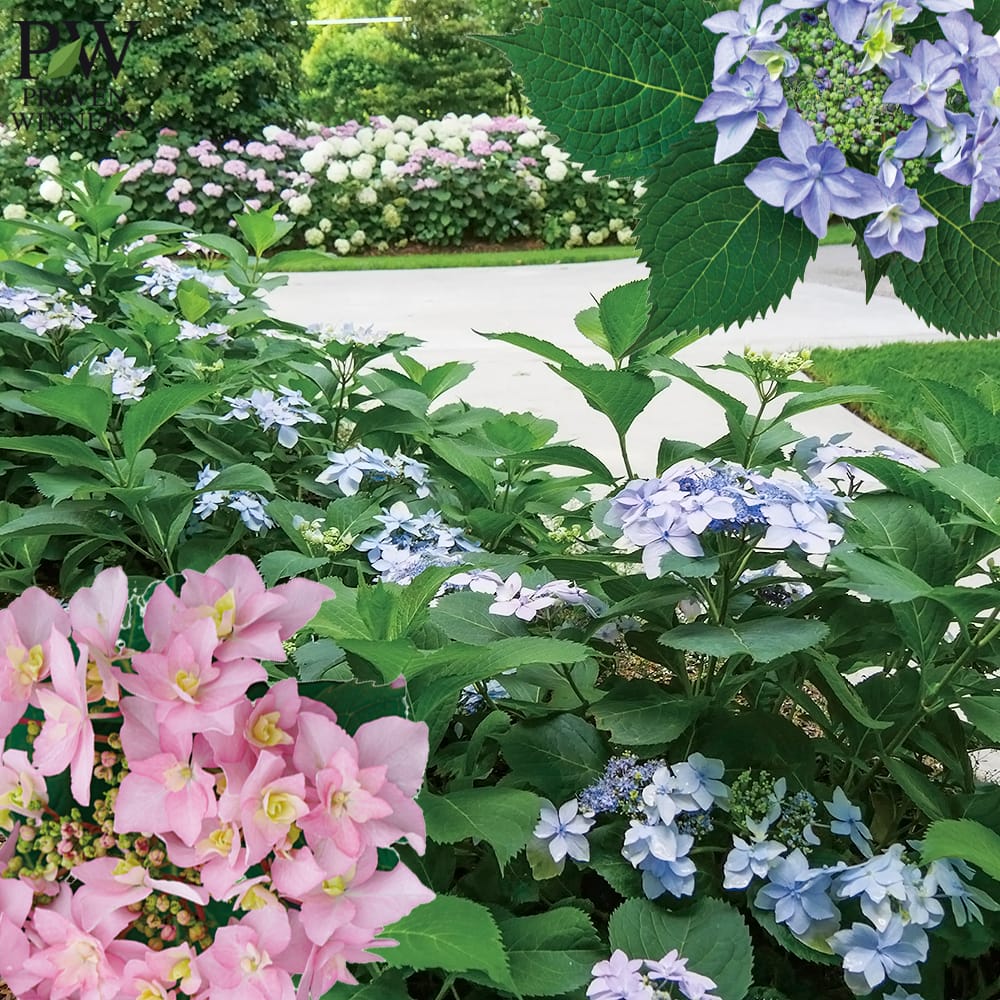 アジサイ ダブルスターライト 2