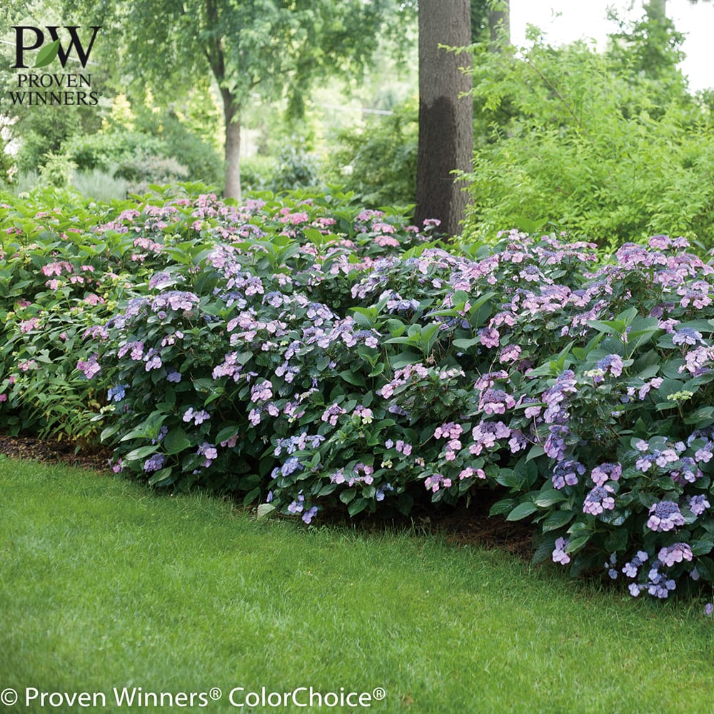 アジサイ タフスタッフ 2