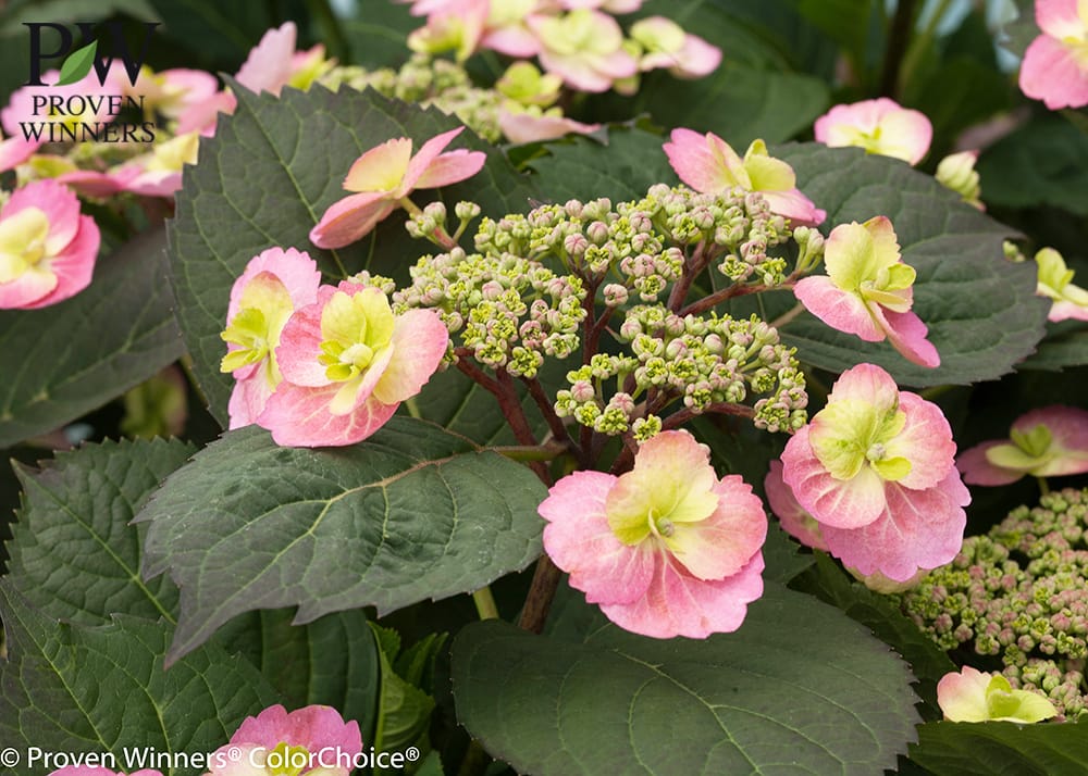 アジサイ タフスタッフ 3