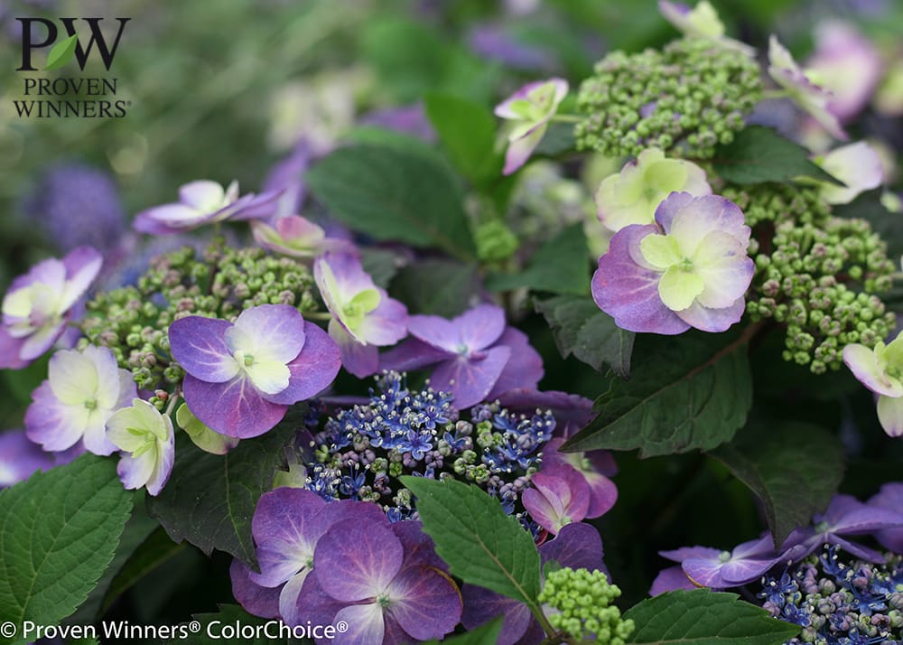 アジサイ タフスタッフ 5