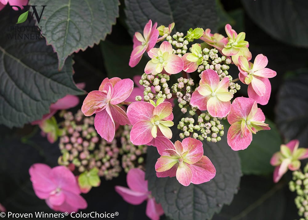 アジサイ タフスタッフ 4