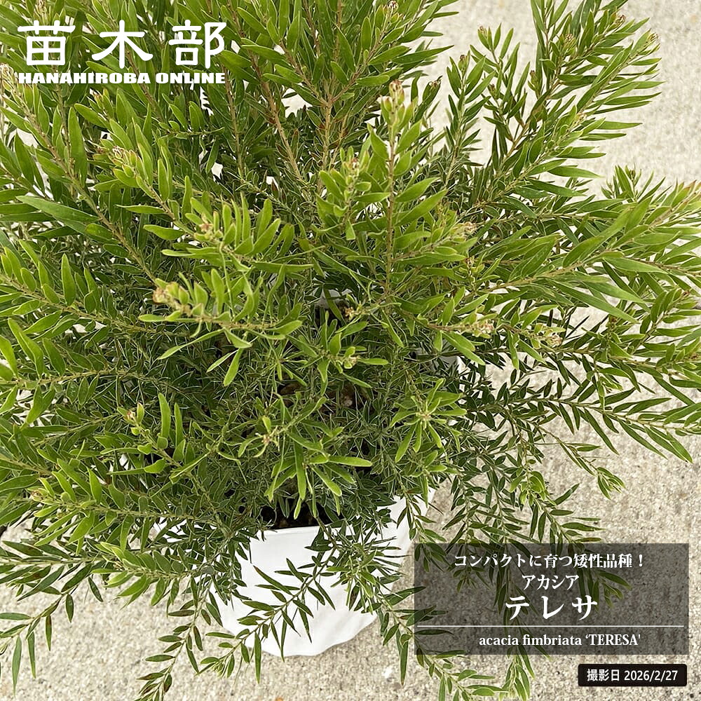 アカシア テレサ 苗 販売 苗木部 By 花ひろばオンライン
