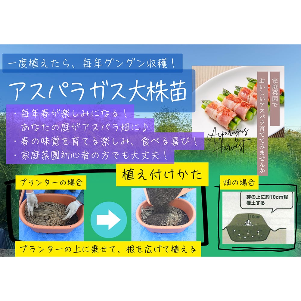 アスパラガス ウエルカム 1