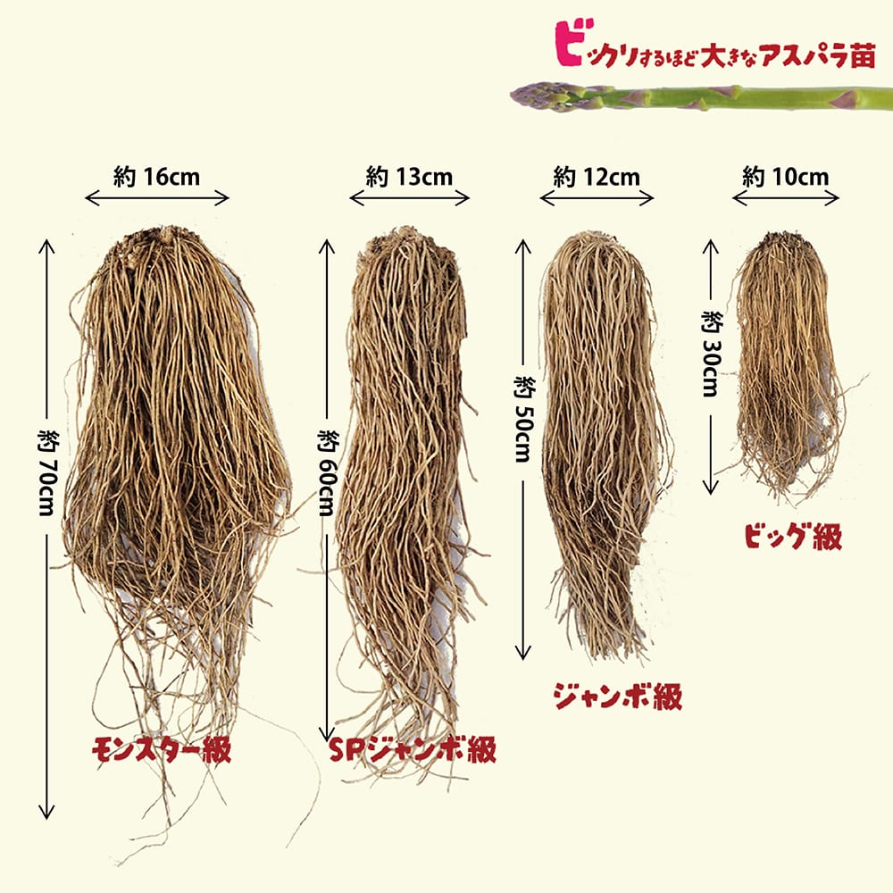 アスパラガス ウエルカム 5