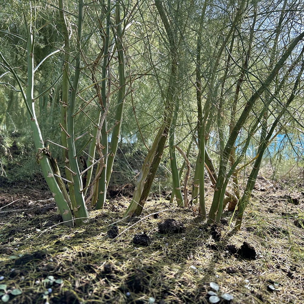 アスパラガス ウエルカム 2