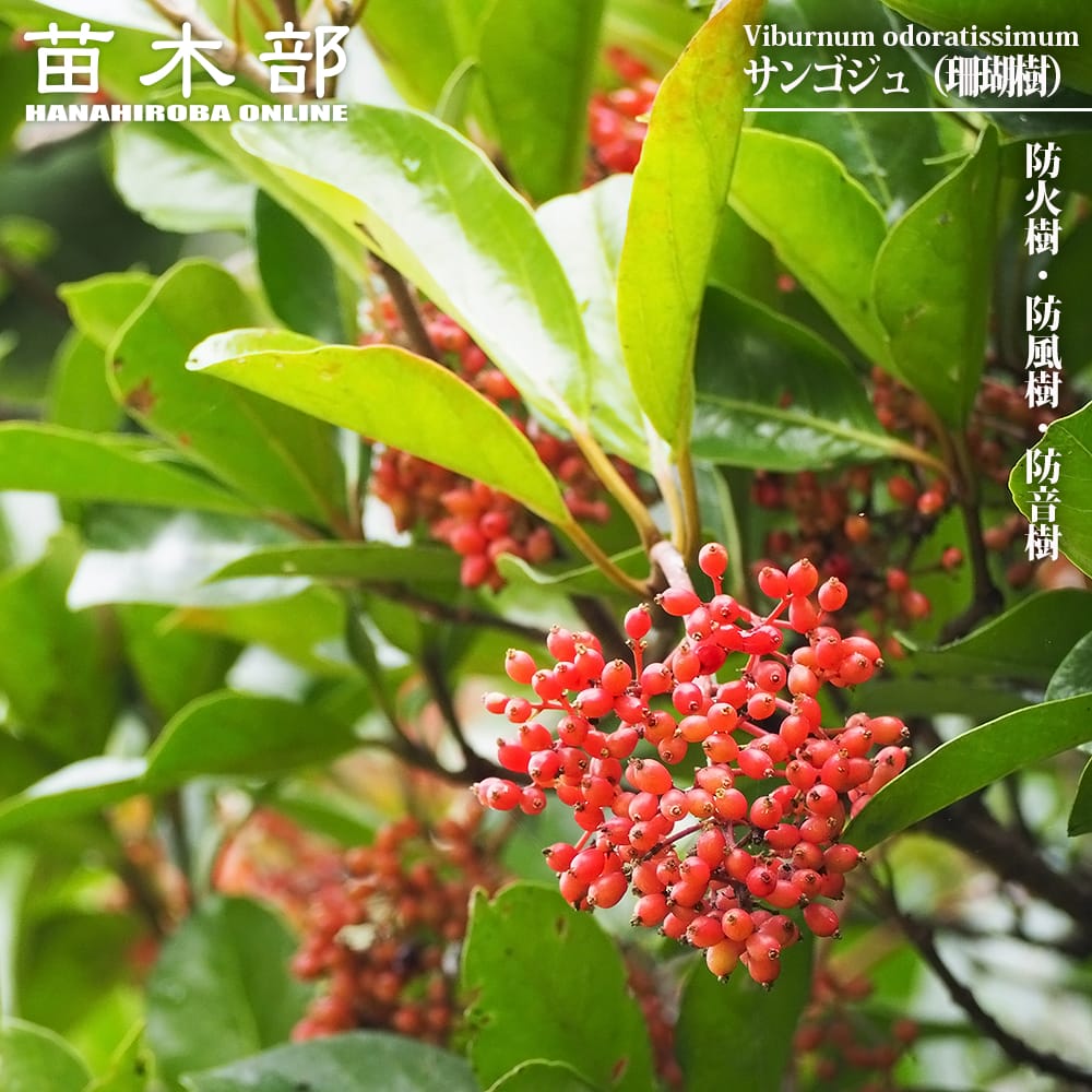 サンゴジュ サンゴジュ 