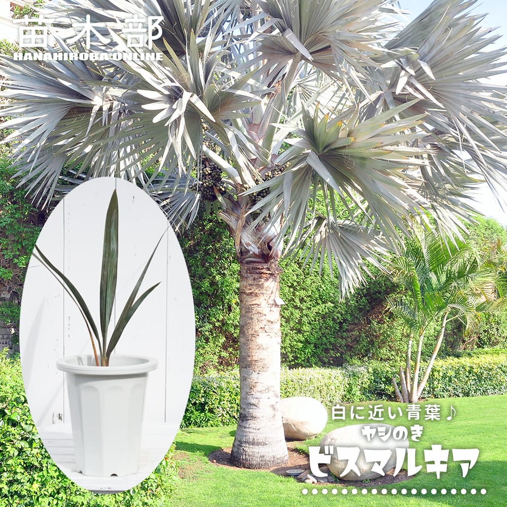 ヤシ ビスマルキア 