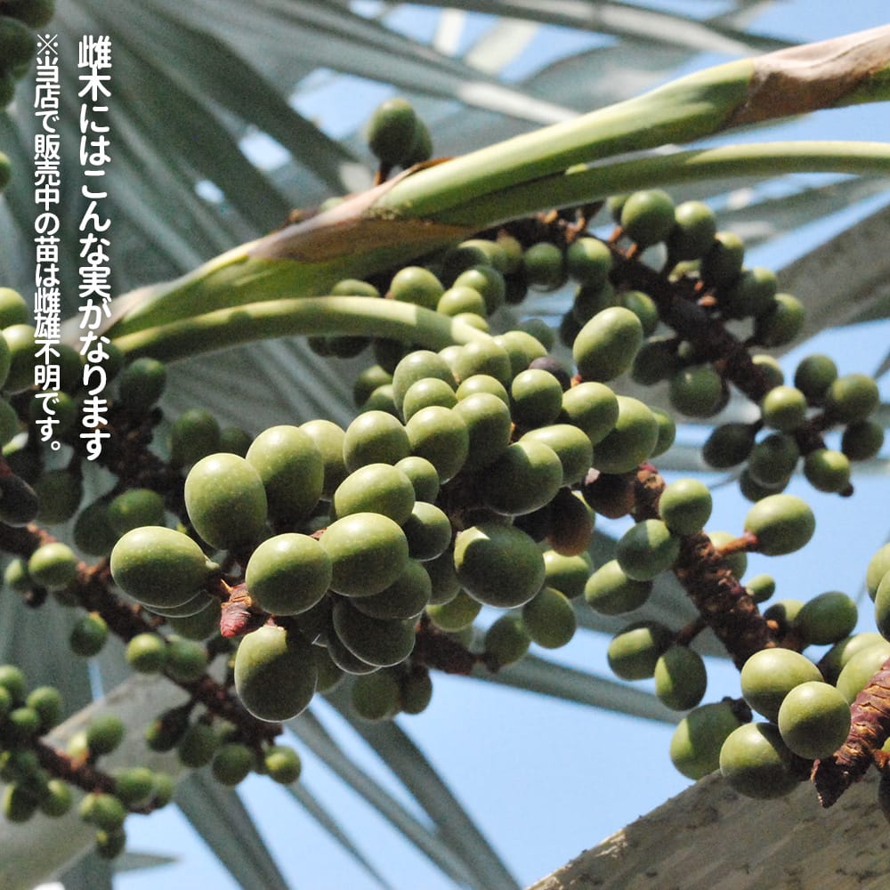 ヤシ ビスマルキア 1