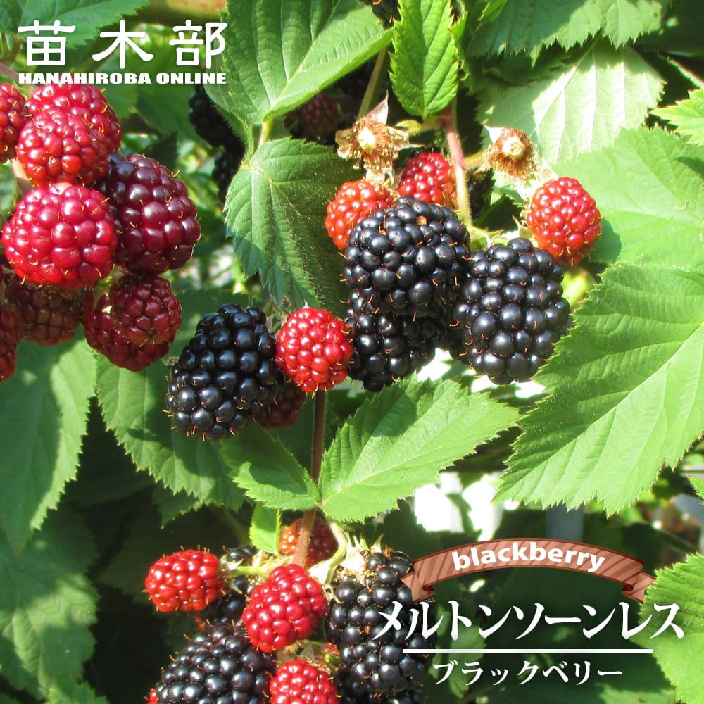 ブラックベリー メルトンソーンレス 