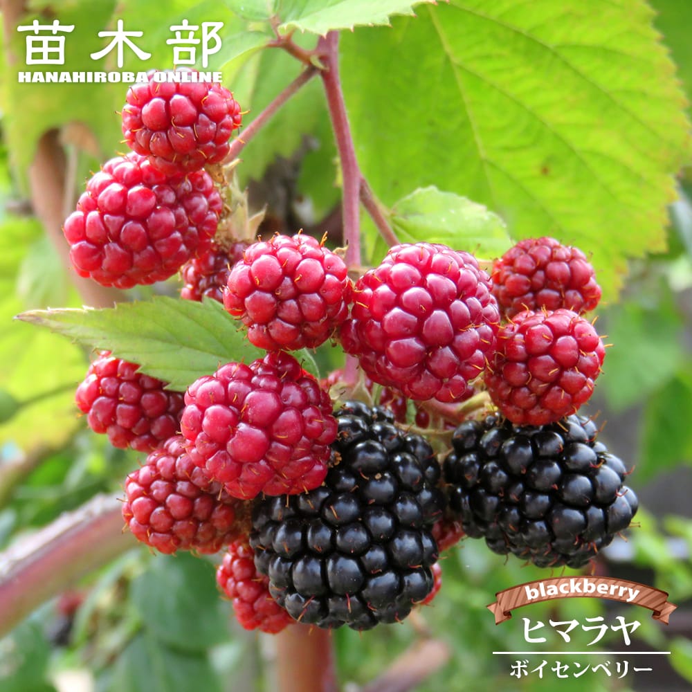 ブラックベリー ボイセンベリー 