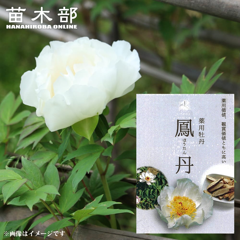 牡丹 鳳丹 