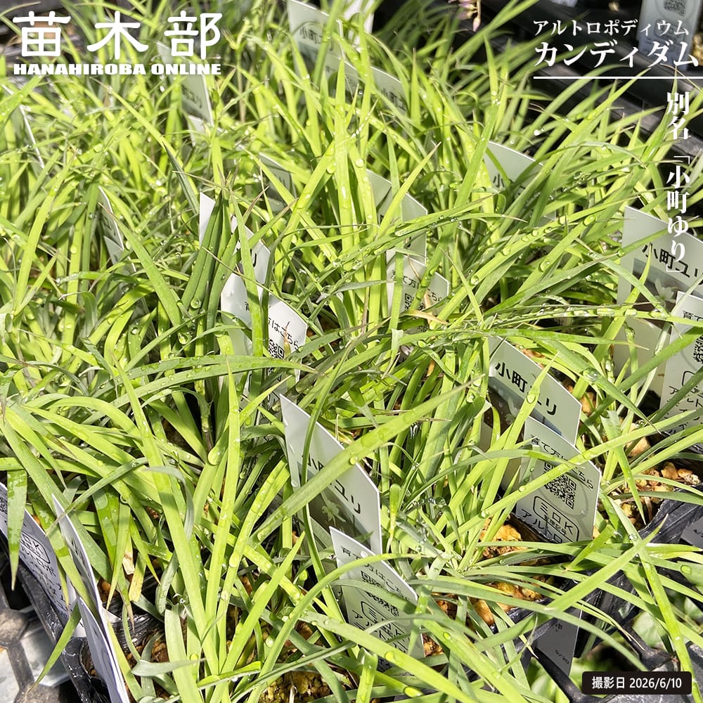 アルトロポディウム アルトロポディウムカンディダム 