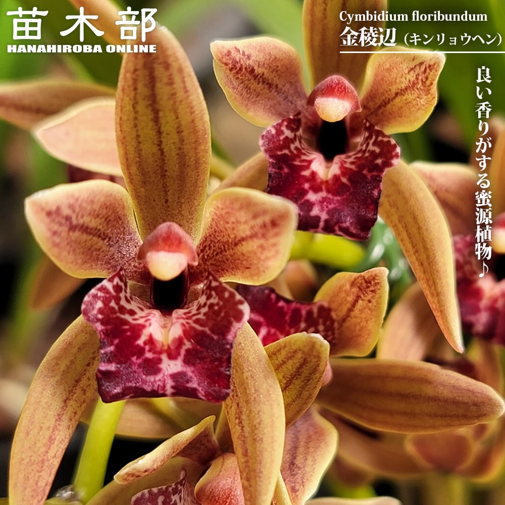 金稜辺 キンリョウヘン 苗 販売 苗木部 By 花ひろばオンライン