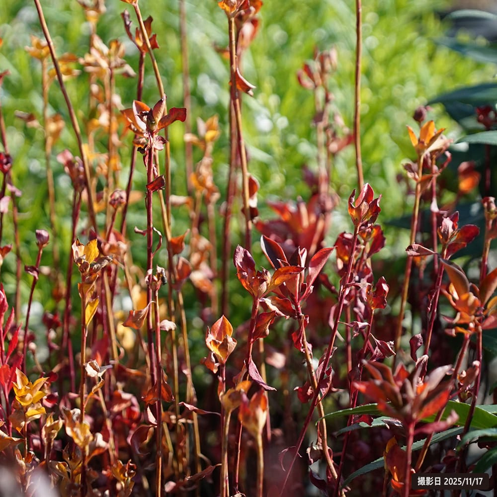 ツツジ 黄花ドウダン 1