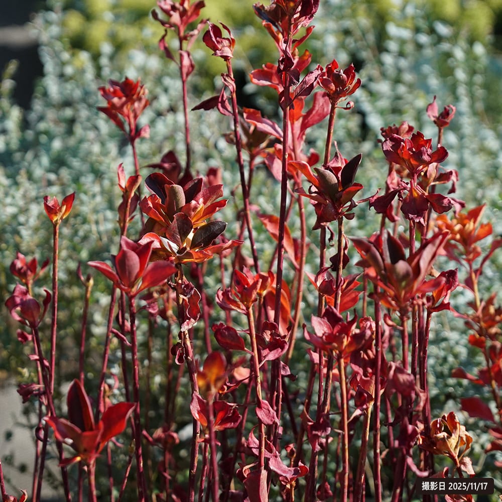 ツツジ 口紅錦 1