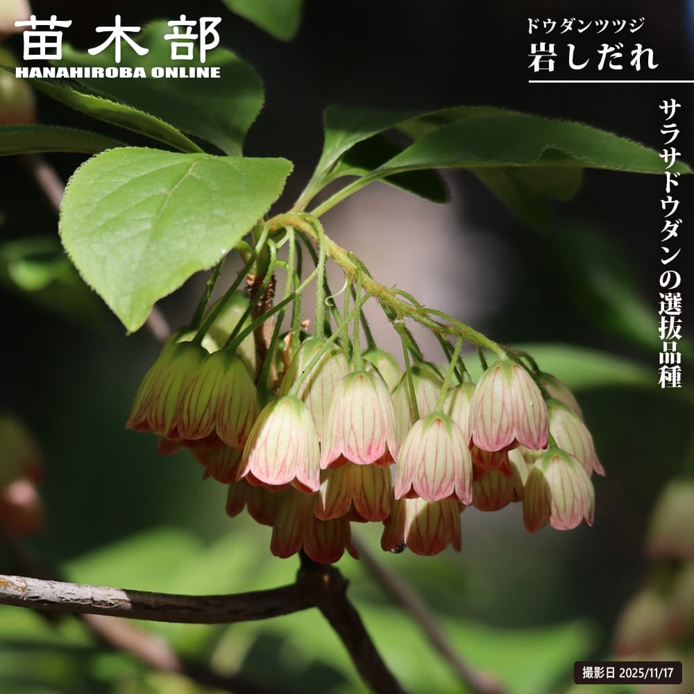 ドウダンツツジ 岩しだれ 苗 販売 苗木部 By 花ひろばオンライン