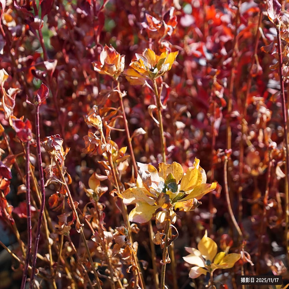 ツツジ 岩しだれ 1